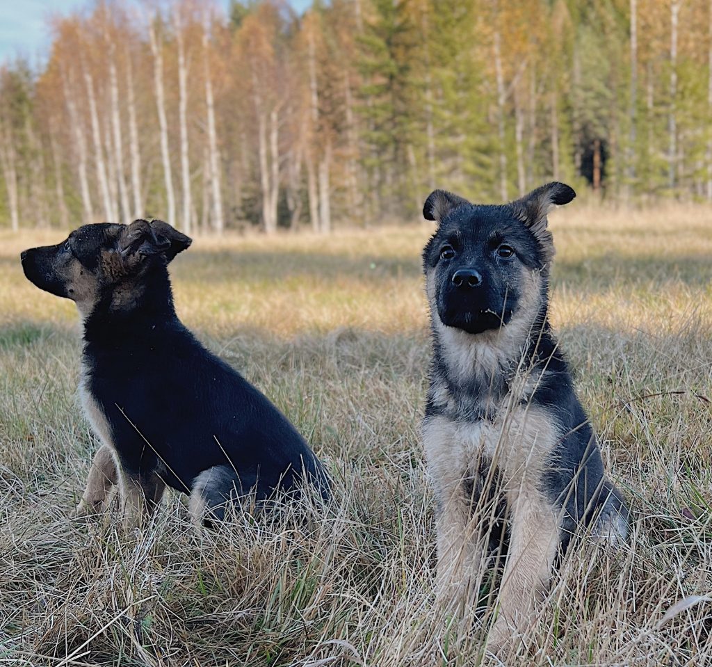 in person dog training course with puppies sitting