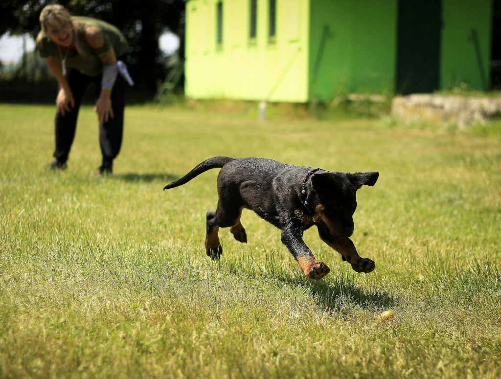 puppy learning fetch