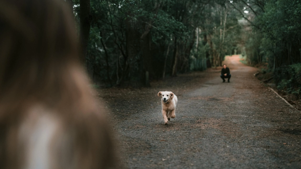 dog running towards owner training recall